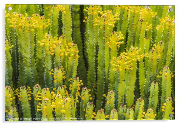 Euphorbia Spurge Cactus Yellow Flowers Botanical Garden Tucson A Acrylic by William Perry