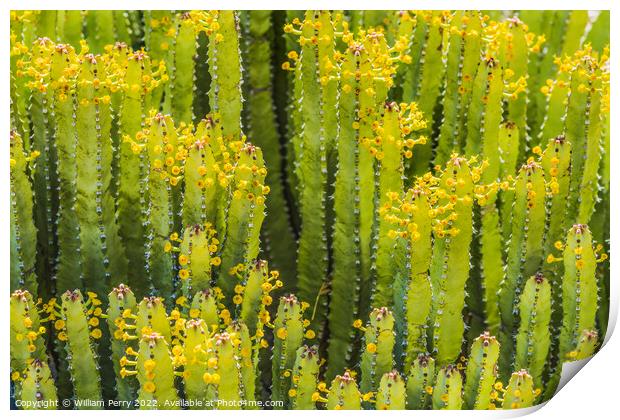 Euphorbia Spurge Cactus Yellow Flowers Botanical Garden Tucson A Print by William Perry