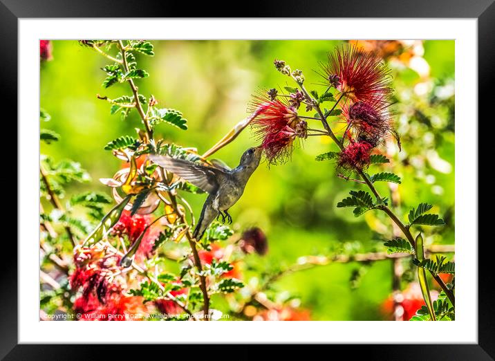Anna's Hummingbird Female Botanical Garden Tucson Arizona Framed Mounted Print by William Perry