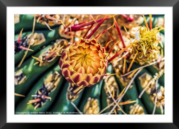 Hatpin Barrel Cactus Botanical Garden Tucson Arizona Framed Mounted Print by William Perry