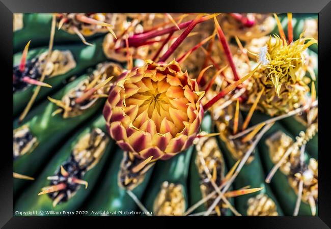 Hatpin Barrel Cactus Botanical Garden Tucson Arizona Framed Print by William Perry