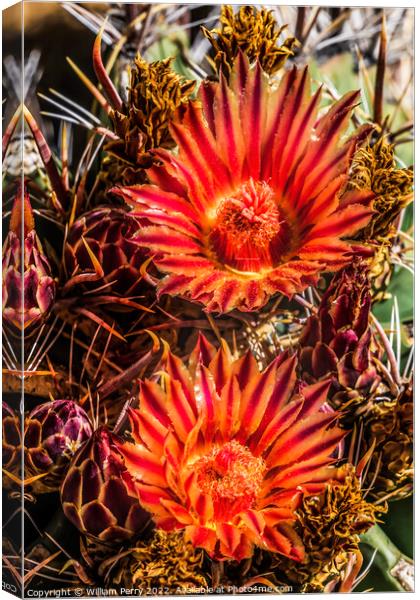 Red Blossoms Fishhook Barrel Cactus Garden Tucson Arizona Canvas Print by William Perry