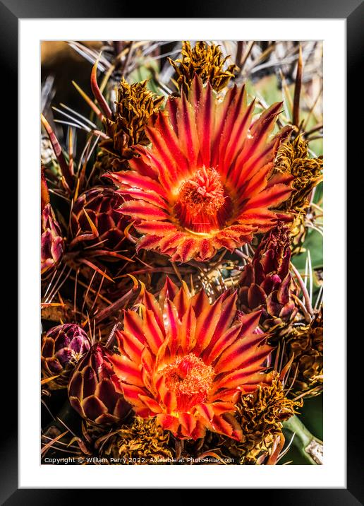 Red Blossoms Fishhook Barrel Cactus Garden Tucson Arizona Framed Mounted Print by William Perry