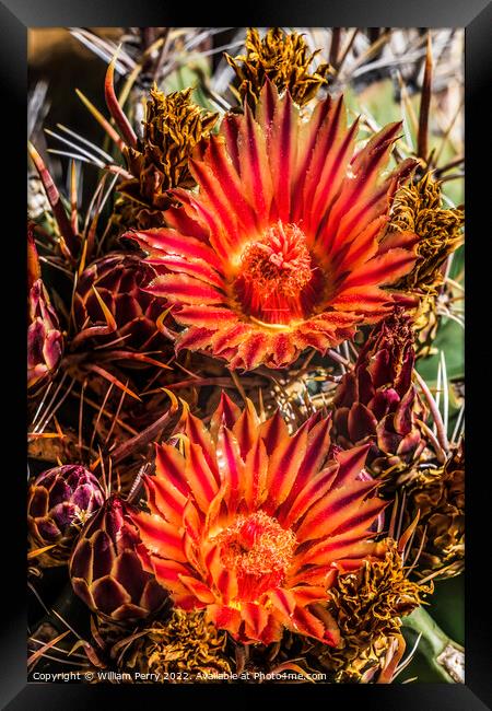 Red Blossoms Fishhook Barrel Cactus Garden Tucson Arizona Framed Print by William Perry