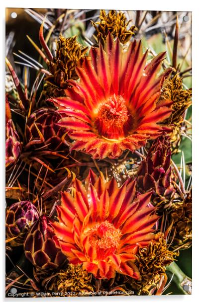 Red Blossoms Fishhook Barrel Cactus Garden Tucson Arizona Acrylic by William Perry
