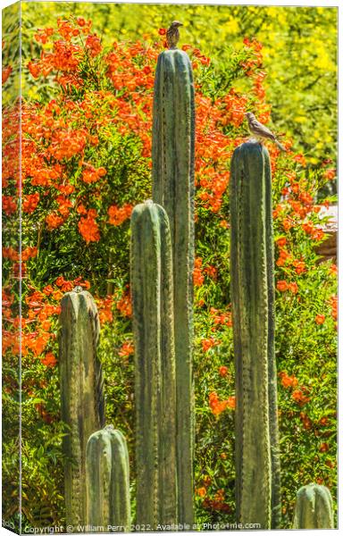 Green Cactus Fountain Flowers Botanical Garden Tucson Arizona Canvas Print by William Perry