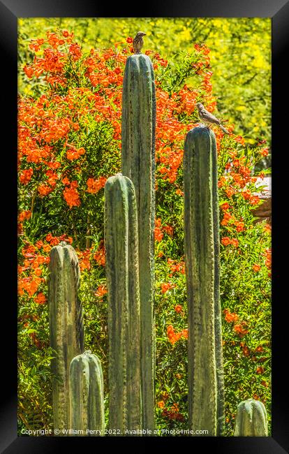 Green Cactus Fountain Flowers Botanical Garden Tucson Arizona Framed Print by William Perry