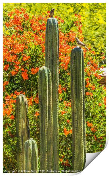 Green Cactus Fountain Flowers Botanical Garden Tucson Arizona Print by William Perry