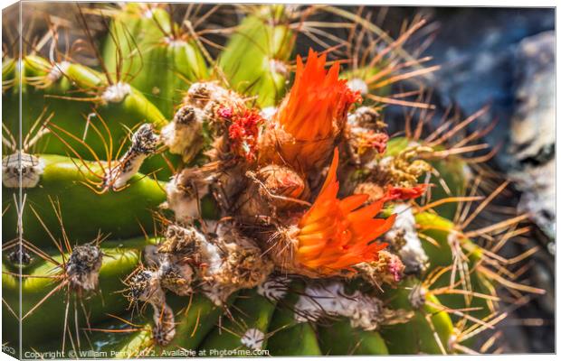 Ferrocactus Pringlei Barrel Cactus Red Flowers Botanical Garden  Canvas Print by William Perry