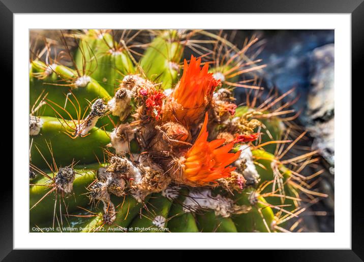 Ferrocactus Pringlei Barrel Cactus Red Flowers Botanical Garden  Framed Mounted Print by William Perry