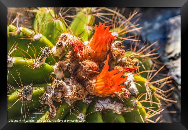 Ferrocactus Pringlei Barrel Cactus Red Flowers Botanical Garden  Framed Print by William Perry