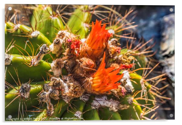Ferrocactus Pringlei Barrel Cactus Red Flowers Botanical Garden  Acrylic by William Perry