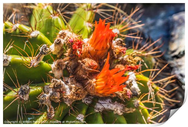 Ferrocactus Pringlei Barrel Cactus Red Flowers Botanical Garden  Print by William Perry