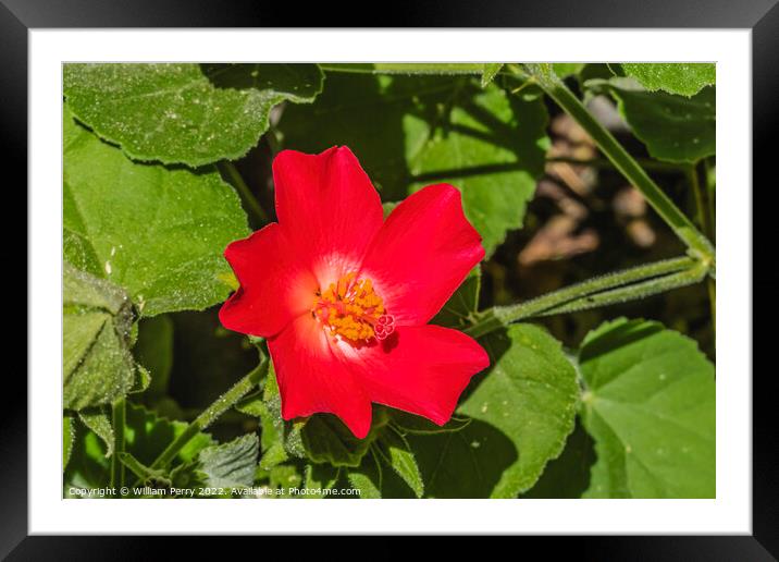 Red Heartleaf Hibiscus Flower Tucson Arizona Framed Mounted Print by William Perry