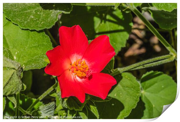 Red Heartleaf Hibiscus Flower Tucson Arizona Print by William Perry