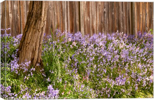 Bluebells blooming in Spring Canvas Print by John Mitchell