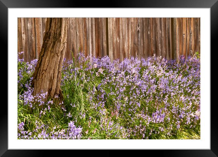 Bluebells blooming in Spring Framed Mounted Print by John Mitchell