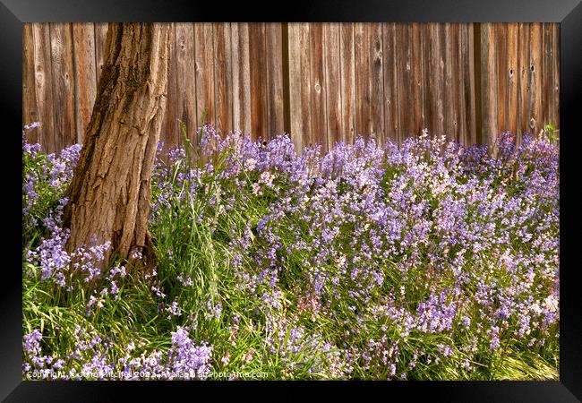 Bluebells blooming in Spring Framed Print by John Mitchell