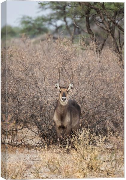 Waterbuck, No. 1 Canvas Print by Belinda Greb