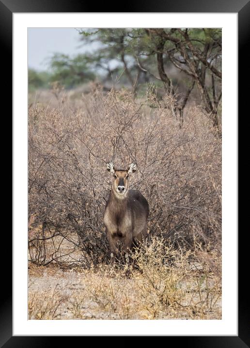 Waterbuck, No. 1 Framed Mounted Print by Belinda Greb