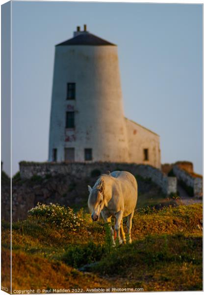 Goleudy Twr Mawr lighthouse and a wild horse Canvas Print by Paul Madden