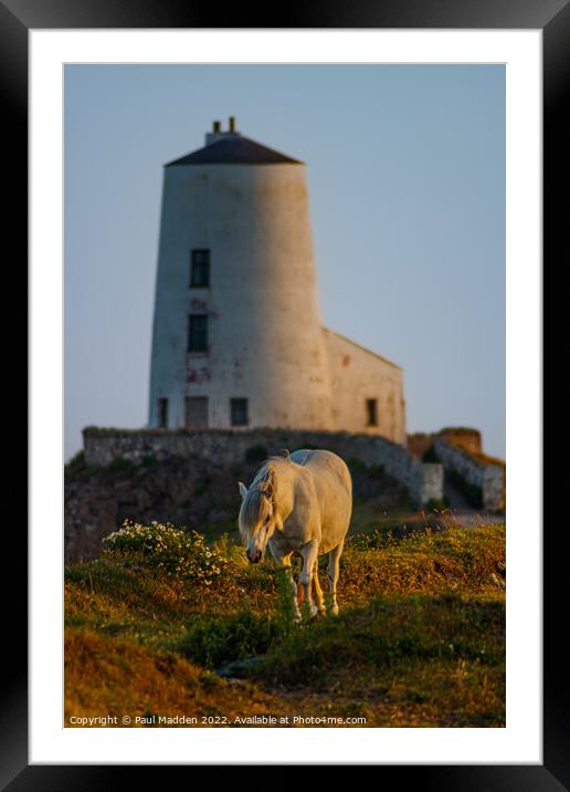 Goleudy Twr Mawr lighthouse and a wild horse Framed Mounted Print by Paul Madden