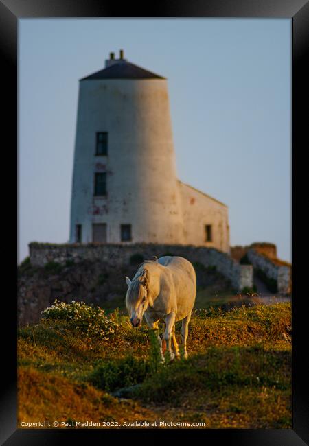 Goleudy Twr Mawr lighthouse and a wild horse Framed Print by Paul Madden