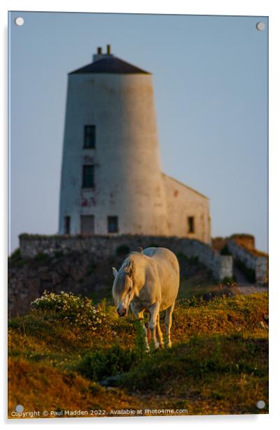 Goleudy Twr Mawr lighthouse and a wild horse Acrylic by Paul Madden