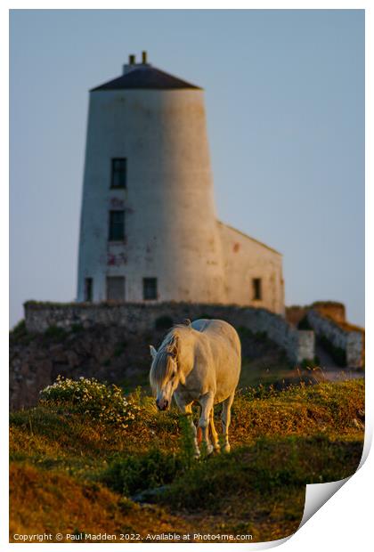 Goleudy Twr Mawr lighthouse and a wild horse Print by Paul Madden
