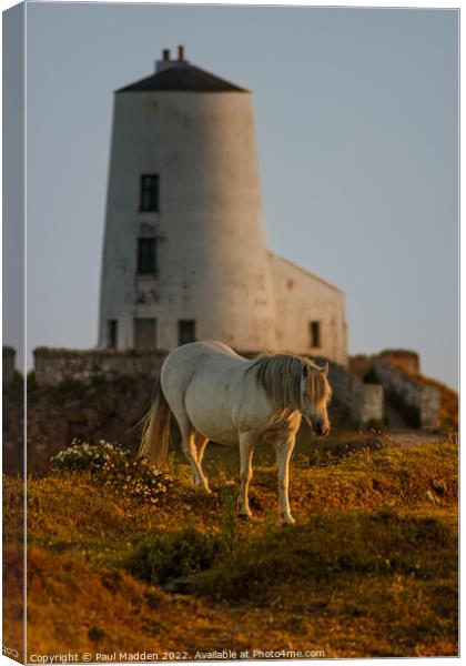 Goleudy Twr Mawr lighthouse and wild horse Canvas Print by Paul Madden