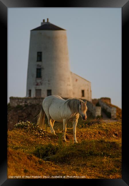 Goleudy Twr Mawr lighthouse and wild horse Framed Print by Paul Madden