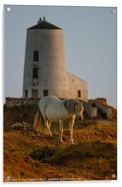 Goleudy Twr Mawr lighthouse and wild horse Acrylic by Paul Madden