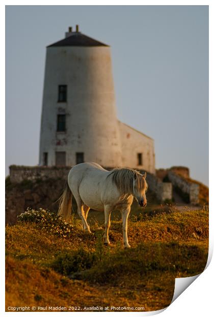 Goleudy Twr Mawr lighthouse and wild horse Print by Paul Madden