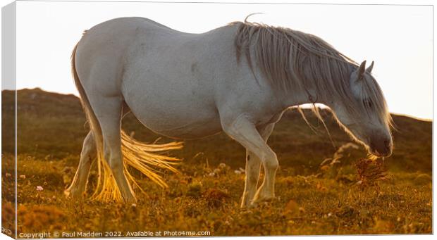 Wild Horse Canvas Print by Paul Madden