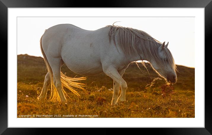 Wild Horse Framed Mounted Print by Paul Madden