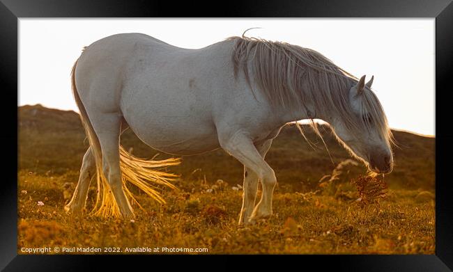 Wild Horse Framed Print by Paul Madden
