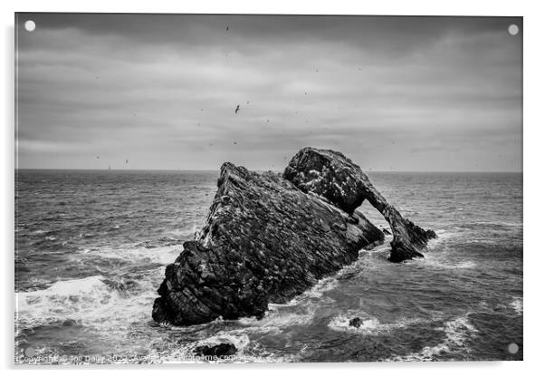 Bow Fiddle Rock, Portknockie, Scotland in Mono Acrylic by Joe Dailly