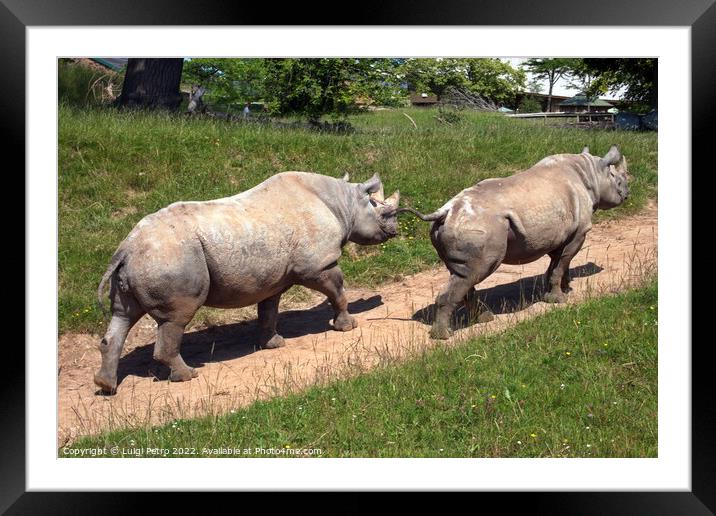 Majestic Black Rhinos of Chester Zoo Framed Mounted Print by Luigi Petro