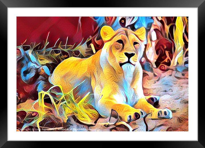 Lioness at Chester zoo,  United Kingdom Framed Mounted Print by Luigi Petro