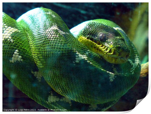 Emerald Tree Boa Print by Luigi Petro