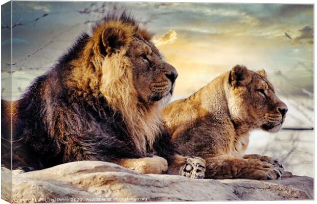 Male and female Asian lions, Chester Zoo, UK. Canvas Print by Luigi Petro