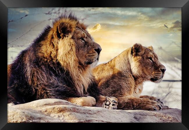 Male and female Asian lions, Chester Zoo, UK. Framed Print by Luigi Petro
