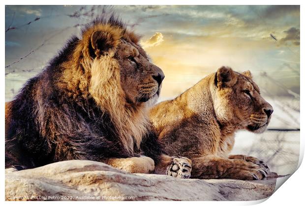 Male and female Asian lions, Chester Zoo, UK. Print by Luigi Petro