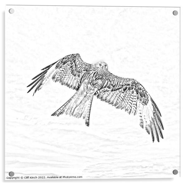 Red Kite in flight pencil effect Acrylic by Cliff Kinch