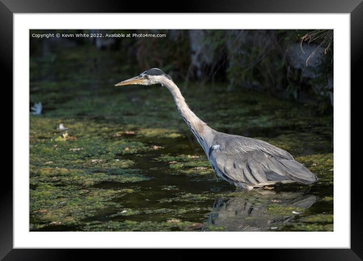 Heron about to pounce Framed Mounted Print by Kevin White