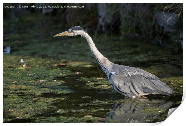 Heron about to pounce Print by Kevin White