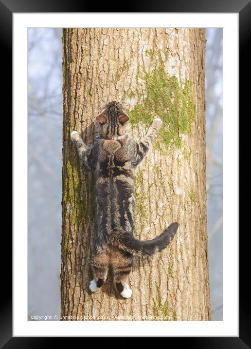 Tabby Cat Spreadeagled on a Tree Framed Mounted Print by Christine Kerioak