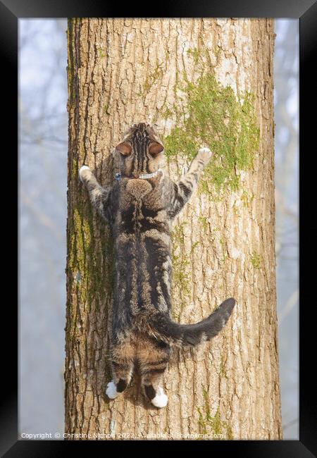 Tabby Cat Spreadeagled on a Tree Framed Print by Christine Kerioak