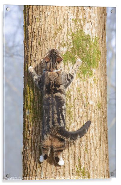 Tabby Cat Spreadeagled on a Tree Acrylic by Christine Kerioak