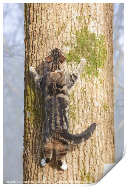 Tabby Cat Spreadeagled on a Tree Print by Christine Kerioak